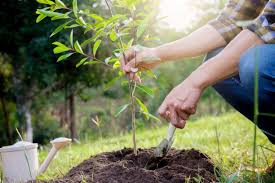 How close to plant fruit trees. The Best Time To Plant Fruit Trees Gardening Tips With J Parker S