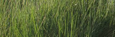 Image result for Urochloa dictyoneura