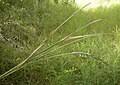 Image result for Diheteropogon filifolius