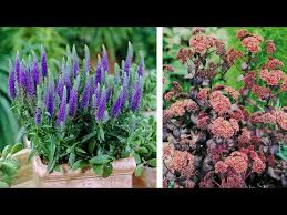 If you want the freshest produce possible learn how to plant a vegetable garden. How To Plant Veronica And Sedum Summer Garden Guide Youtube