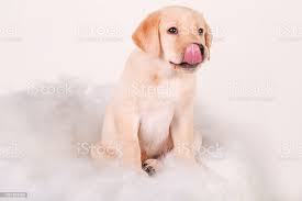 Nahaufnahme Eines Labrador Retriever Welpen Leckte Sich Die Lippen 2 Monate Alt Stockfoto Und Mehr Bilder Von Braun Istock