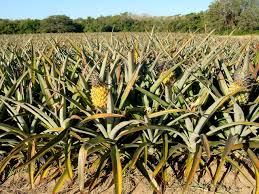 Plantation agriculture plantation agriculture is a form of commercial farming where crops are grown for profit. Pineapple Plantation Agriculture Free Photo On Pixabay