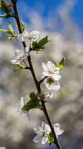 Flowers that bloom in april/may. Page 16 Royalty Free White Flowers Cherry Photos Pikist