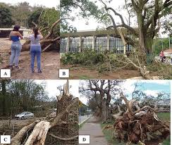 Image result for Carvalhoa campanulata