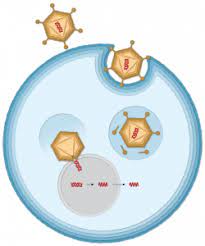 Database tracking reports of potential side effects after vaccination includes a handful of cases of blood clots after receiving the johnson. How The Johnson Johnson Vaccine Works Center For Virology And Vaccine Research Cvvr