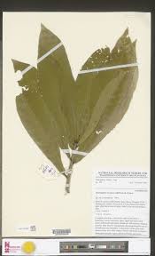 Image result for Pavetta stenosepala