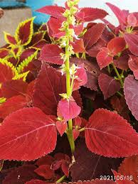 Image result for Coleus lasianthus