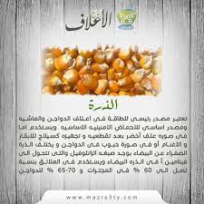 تعتبر الذرة مصدر رئيسى للطاقة فى اعلاف الدواجن والماشيه و مصدر اساسى للاحماض الامنينيه الاساسيه ويستخدم اما فى صوره علف أخضر بعد تقطعيه و food vegetables corn