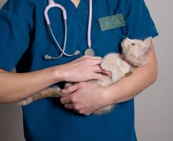 Check spelling or type a new query. Cat Blood Work Analysis Of Your Cat S Blood Cells