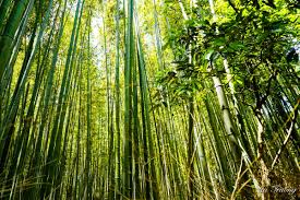 Robbeec has uploaded 3420 photos to flickr. Guide To Arashiyama Bamboo Forest Kyoto Japan Expatolife