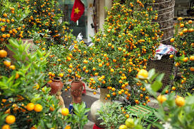 With the proper care, treatment, and patience, a kumquat tree can begin to flower and bear fruit. Kumquat Tree Plant For Tet And Its Interesting Facts Vietnam Times
