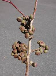 Image result for Eucalyptus cloeziana