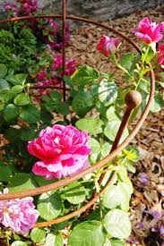 We did not find results for: Gap Garden Products Small Peony Support Ready 2 Rust Pack Of 1 Buy Online In Andorra At Andorra Desertcart Com Productid 197741983