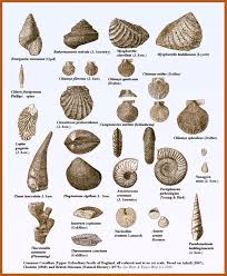 Fossil Identification Fossil Hunting Prehistoric Animals
