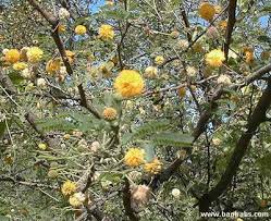 Image result for Acacia tenuispina