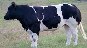 See more ideas about cattle, belgian blue cattle, belgian blue. Belgian Blue Beef2live Eat Beef Live Better