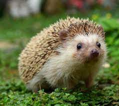Hedgehogs You Make Me Smile Aromas And Art Cute Wild Animals Animals Wild Baby Porcupine
