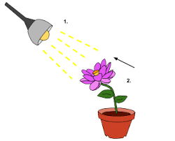 Phototropism Meaning In Tamil Shabdkosh
