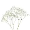 Their range of colors, which includes yellow, fuchsia, red, orange, purple, white, and peach, makes them a staple in many fall wedding bouquets and centerpieces. Https Encrypted Tbn0 Gstatic Com Images Q Tbn And9gcqphxx5uso5veo40f6c2csz Amhscauj1o7302hgq8g 1vq8sb Usqp Cau