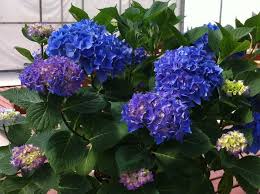 Lacking space theres a hydrangea for that. How You Can Avoid Plant Shortage Problems In 2021 Greenhouse Grower