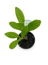 Image result for Vernonia amygdalina