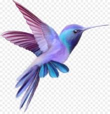 Hummingbird Free Content Clip Art Color Cute Birds Hummingbird Drawing Hummingbird Art Hummingbird Painting