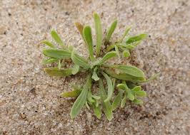 Image result for Corrigiola litoralis