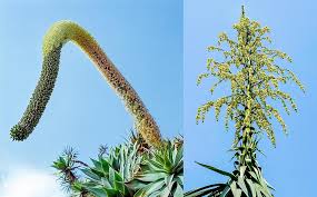 Image result for Asparagaceae