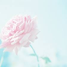 Pastel floral background, vintage, abstract, flowers, rose, design. ï¼•ï¼'ï¼– Pastel Pink Aesthetic Flowers Pink Aesthetic