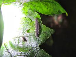 秋の夜に光る虫 クロマドボタルの幼虫 ファーマーズハウスさわ
