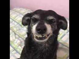 To teach your dog to smile, start by simply watching for the behavior and rewarding your dog when it occurs. Cute Dog Smiles With Broken Teeth Made My Day Youtube
