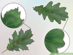 3 Ways To Identify Oak Leaves Wikihow