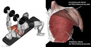6 The Best Non Bench Chest Exercises You Know That The Bench Press Isn T The Only Exercise For M Chest Workouts Chest Workout Program Muscle Building Workouts
