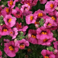 Image result for Nemesia lilacina