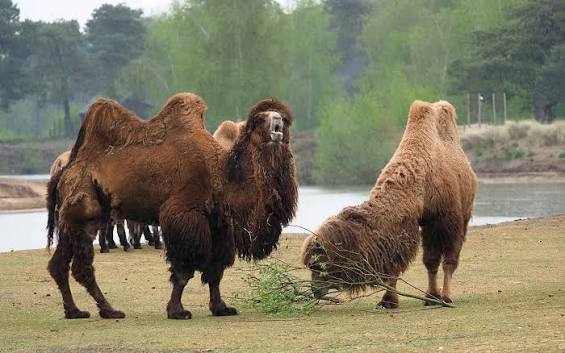 Camel | All information | Beekse Bergen