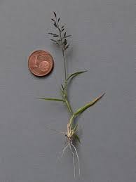 Image result for Eragrostis minor