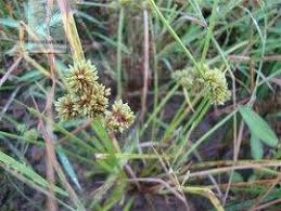 Image result for Pycreus pumilus