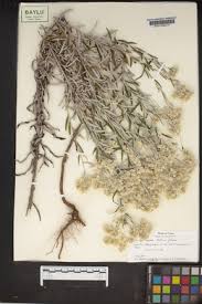 Image result for Setaria pseudaristata