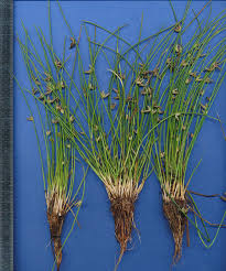 Image result for Schoenoplectiella
