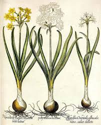 Narcissus Botanical Illustration Botanical Prints Art