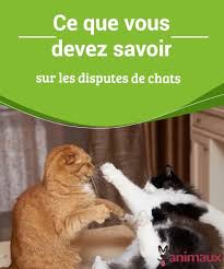 Ce Que Vous Devez Savoir Sur Les Disputes De Chats My Animals Chat Animaux Chien Francais