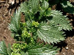 Image result for Urtica
