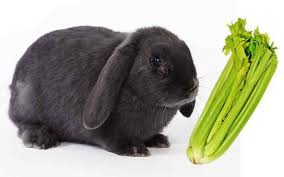 Maybe you would like to learn more about one of these? Can Rabbits Eat Celery Pets Aide