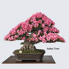 Bonsai Judas Tree Seeds 10 Seeds Flowering Tree Prized For Etsy
