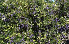 Image result for Hardenbergia comptoniana
