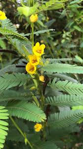 Image result for Chamaecrista