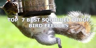 You can now purchase using paypal again :) here's another customer shot we love of the pestoff bird feeder! Best Squirrel Proof Bird Feeders 2021 Compare Reviews Pyracantha Co Uk