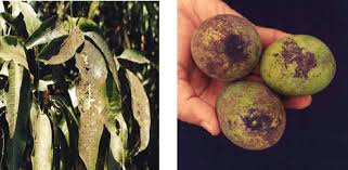 Image result for sooty mould