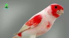 The Best Canary Singing Audio For Training Canary Singing Canary Birds Beautiful Birds