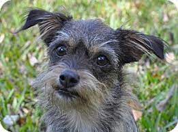 Chihuahua Schnauzer Mix Unique Dog Breeds Schnauzer Breed Schnauzer Mix
